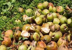 coconut shell