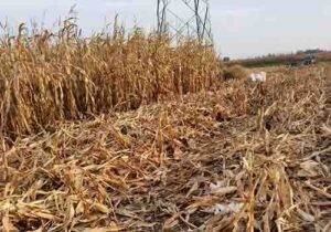 corn stalks