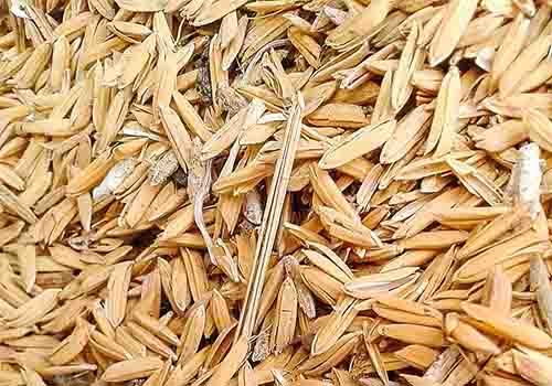 rice husk 1