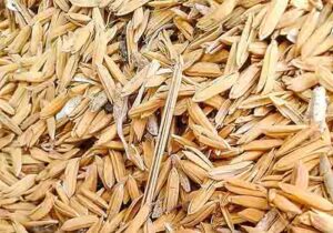 rice husk