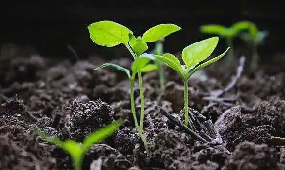 Biochar improves soil