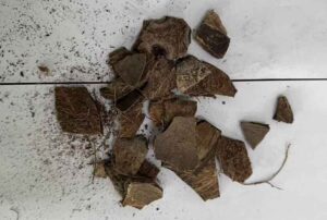 Coconut shell