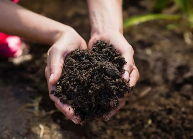 Pyrolysis Biochar